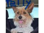 Adopt Telly F NV a Yorkshire Terrier