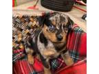 Australian Shepherd Puppy for sale in Altoona, IA, USA