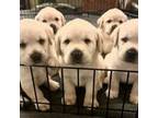 English Labrador Puppy - Male