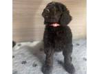 Goldendoodle Puppy for sale in Middletown, OH, USA