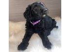 Goldendoodle Puppy for sale in Middletown, OH, USA