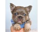 French Bulldog Puppy for sale in Blue Ridge, TX, USA