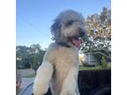 Aussiedoodle Puppy for sale in Tampa, FL, USA