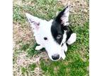 Border Collie Puppy for sale in North Wilkesboro, NC, USA