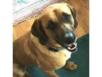 Adopt Rufus a Hound, Mixed Breed