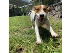 Adopt Gizmo(COH-A-9408) a Jack Russell Terrier, Mixed Breed