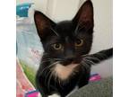 Adopt Biscuit a Domestic Short Hair