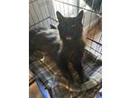Adopt Vader a Maine Coon