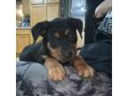 Adopt Arthur a Doberman Pinscher