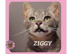 Adopt Ziggy a Domestic Short Hair