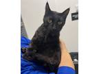 Adopt Whiskers-kchs a Domestic Short Hair