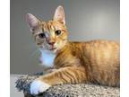 Adopt Dodge a American Shorthair