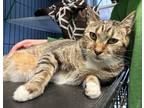 Adopt Cosmo a Domestic Short Hair