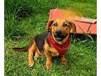 Adopt Elvis a Basset Hound, German Shepherd Dog