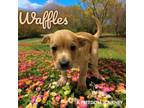 Adopt Waffles a Feist, Border Collie