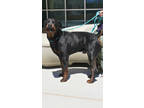 Adopt Zeus #240137 a Rottweiler