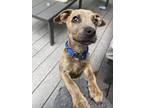 Adopt Louis a Terrier