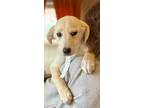 Adopt John Boy a Golden Retriever, Rat Terrier