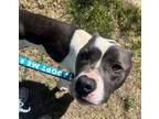 Adopt Remington a Pit Bull Terrier, Mixed Breed