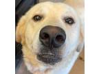 Adopt Buddy a Labrador Retriever