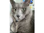 Adopt Greyson a American Shorthair