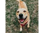 Adopt Canelo a American Staffordshire Terrier, Mixed Breed