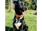 Adopt Draco a Black Labrador Retriever, Mixed Breed