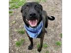 Adopt Trevor a Labrador Retriever, Mixed Breed