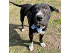 Adopt Biggie a Pit Bull Terrier, Mixed Breed