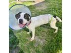 Adopt Guiseppe a American Staffordshire Terrier, Mixed Breed