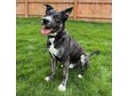 Adopt Luther a Mixed Breed