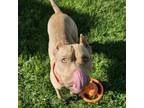 Adopt Palms a Pit Bull Terrier, Mixed Breed