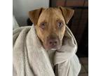 Adopt Copper a American Staffordshire Terrier, Mixed Breed