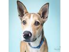 Adopt Lucky a German Shepherd Dog, Mixed Breed