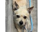 Adopt Wiggy a Terrier