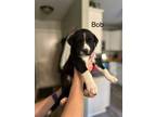 Adopt Bob a Labrador Retriever, Border Collie