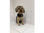 Adopt CoCo a Yorkshire Terrier