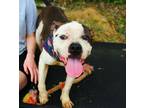 Adopt Catfish a American Bully