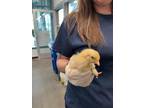 Adopt CHICK a Chicken