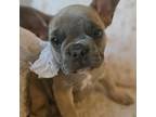 French Bulldog Puppy for sale in Aurora, MO, USA