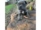 French Bulldog Puppy for sale in Denton, TX, USA