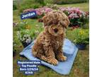 Poodle (Toy) Puppy for sale in Washington, IN, USA