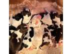 English Springer Spaniel Puppy for sale in Baldwin, WI, USA