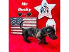 Mr Bucky