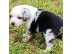 Miniature Australian Shepherd Puppy for sale in Big Sandy, TX, USA