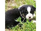 Miniature Australian Shepherd Puppy for sale in Big Sandy, TX, USA