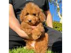 Mutt Puppy for sale in Fontana, CA, USA