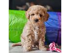 Mutt Puppy for sale in Boyden, IA, USA