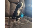 Boston Terrier Puppy for sale in Essex, MD, USA