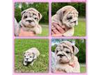 Bulldog Puppy for sale in Higden, AR, USA